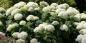 Hortensia: soorten, planten en verzorging