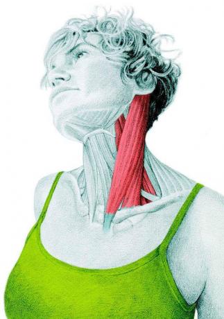 Anatomie rekken: het uitrekken van de lateroflexoren van de hals