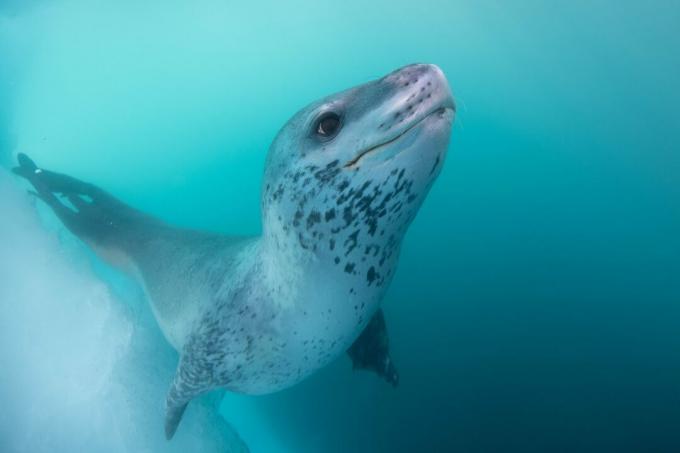 Antarctica: foto van een luipaardrob