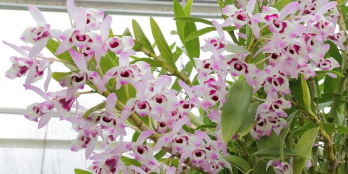 Hoe de zorg voor orchideeën Dendrobium