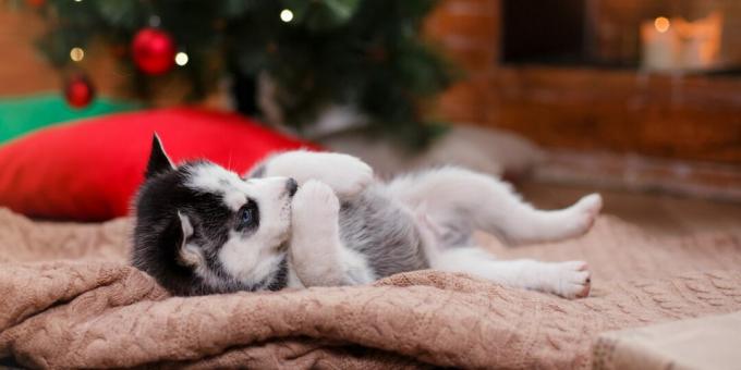 Husky pup