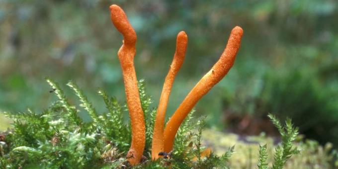 Populaire adaptogenen: Cordyceps