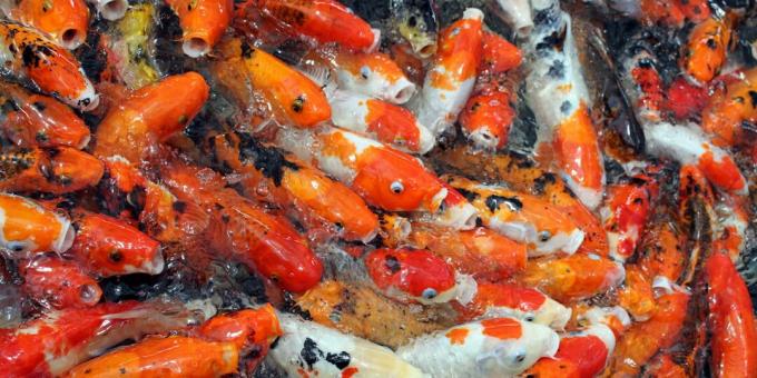 Misvattingen en leuke weetjes over dieren: goudvissen hebben een slecht geheugen