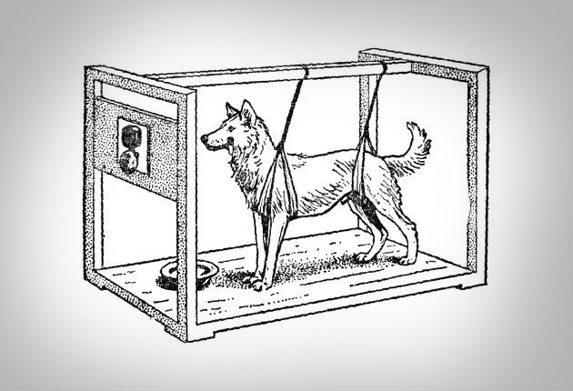 Pavlov's Dog en de reactie op de oproep