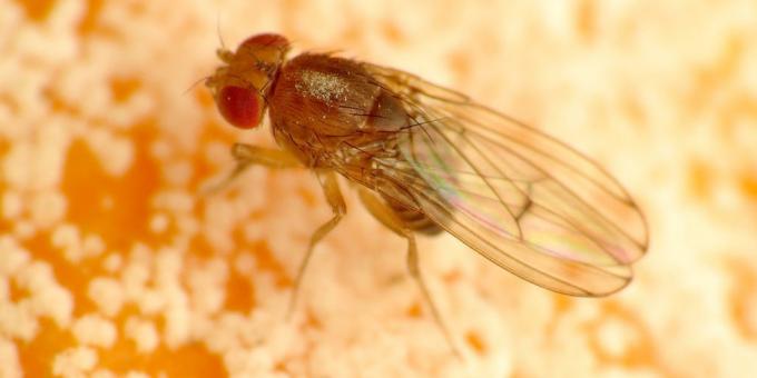 Hoe zich te ontdoen van muggen in de kamer kleuren: Drosophila