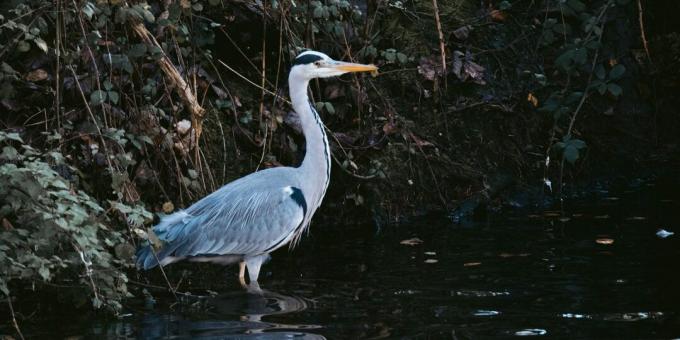 Wildlife Survival: ga niet naar vogels om water te vinden