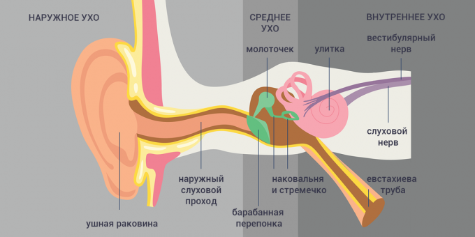 Tubo-otitis: structuur van het oor 