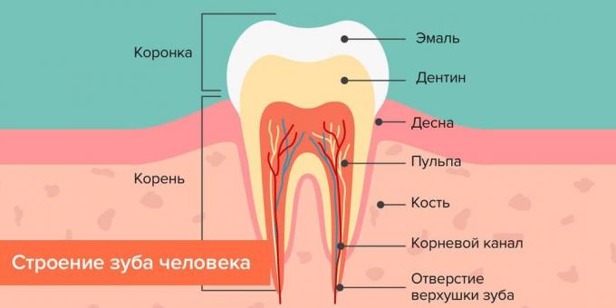 Waar gaat cariës: Structuur van de menselijke tand