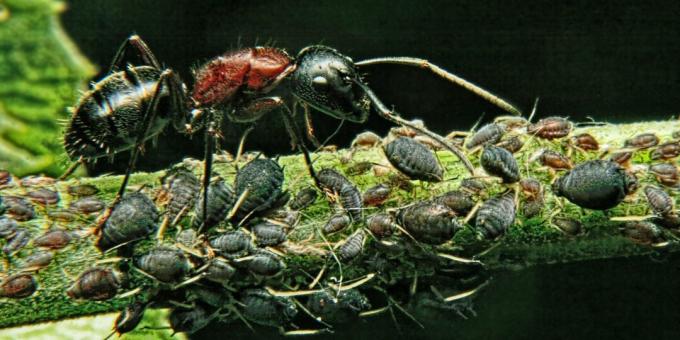 Misvattingen en interessante feiten over dieren: het machtigste wezen ter wereld is de mier