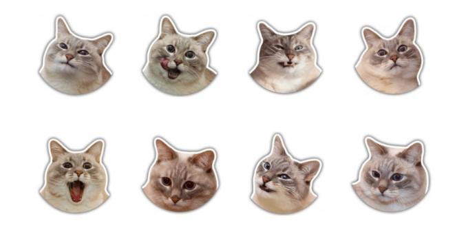 Stickers: De kat Jazz