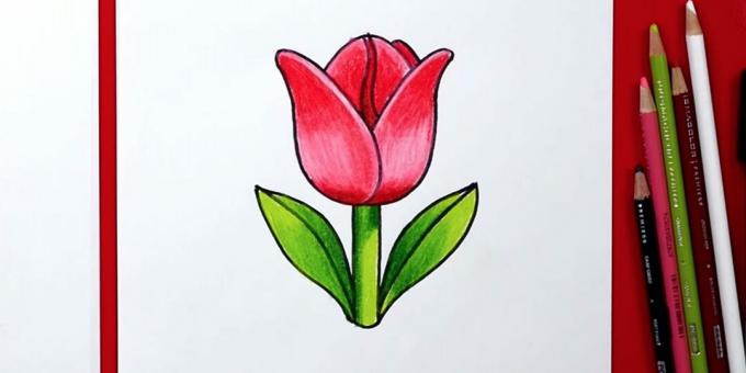 Hoe een eenvoudige tulp te tekenen