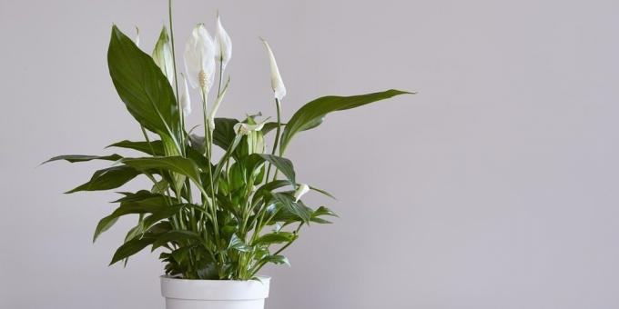 Niet veeleisend planten: Spathiphyllum