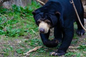 Maleisië: 452-meter twin towers en een miniatuur teddybeer