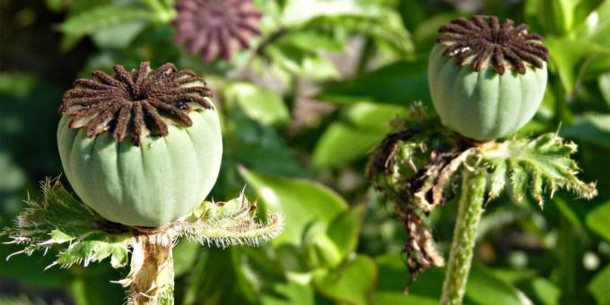 papaver capsule