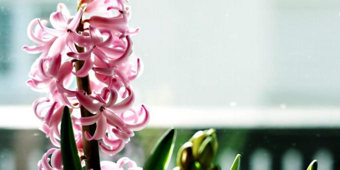 Voor degenen die willen hyacint zorg groeien voor hem - een brandende onderwerp is relevant en hoe te zorgen voor hyacint tijdens de bloei