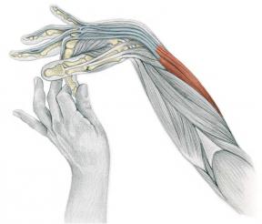 Stretching Anatomie in Pictures: oefeningen voor de armen en benen