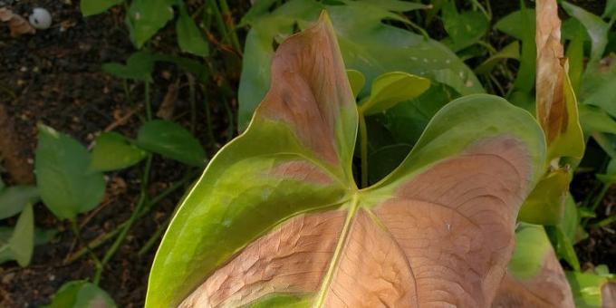 Hoe te behandelen anthurium, wanneer de bladeren bruine vlekken