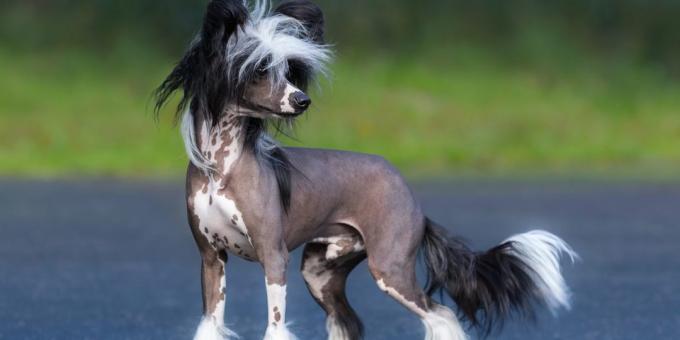 hond voor appartement: Chinese naakthond