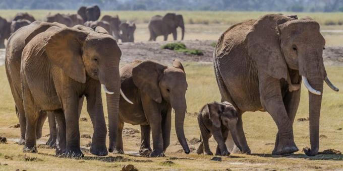 Misvattingen en feiten over dieren: oude olifanten hebben een speciale plek om te sterven