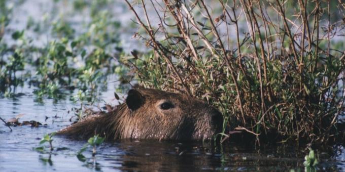 Vanuit het standpunt van de katholieke kerk is de capibara een vis