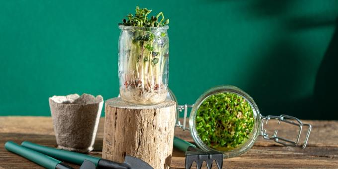 Hoe microgreens in een glazen pot te kweken?