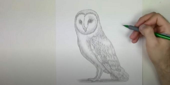 Hoe een uil te tekenen: voeg kleine details toe
