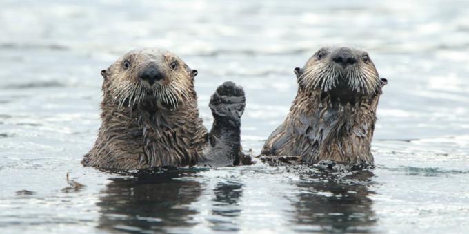 Grappigste dierenfoto's - twee otters
