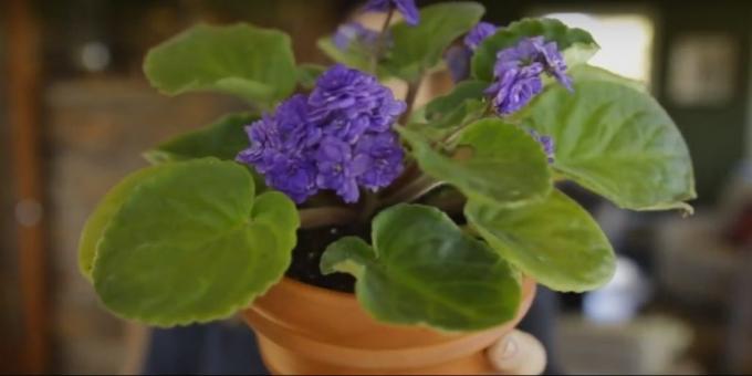 Hoe om te zorgen voor viooltjes: een pot behoefte