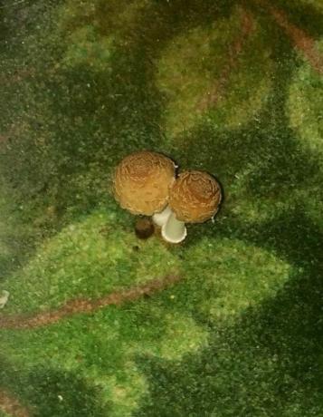 vreselijke hotels: paddenstoelen in de kamer
