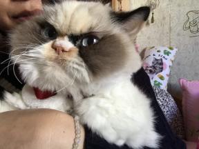 Grumpy Cat 2.0: de nieuwe chagrijnige kat verovert het internet
