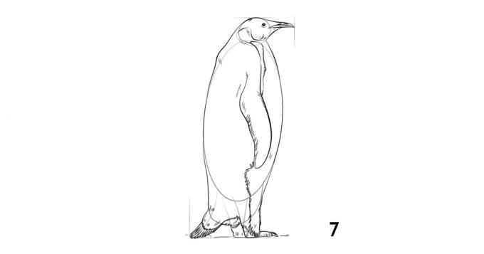 Hoe maak je een pinguïn te trekken