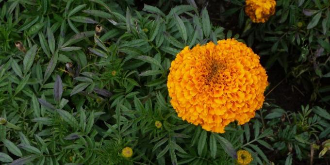Pretentieloos bloemen voor bloembedden: goudsbloem