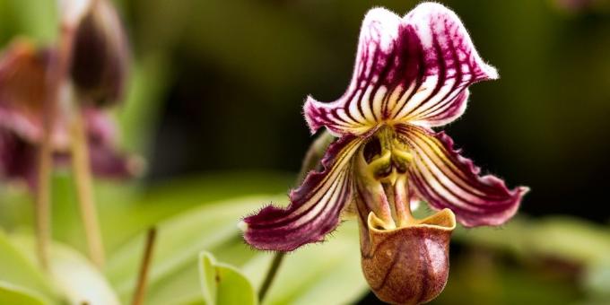 Hoe de zorg voor orchideeën Pafiopedilum