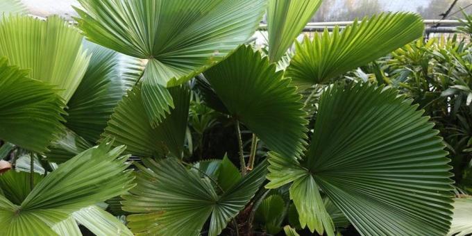 Domestic palm: Likouala schildklier