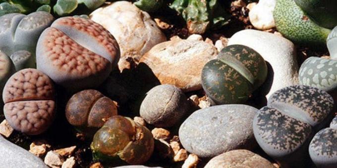Vetplanten: levende stenen