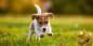 Hoe uw leven zal veranderen met een puppy: 7 belangrijkste angsten van beginnende hondenfokkers