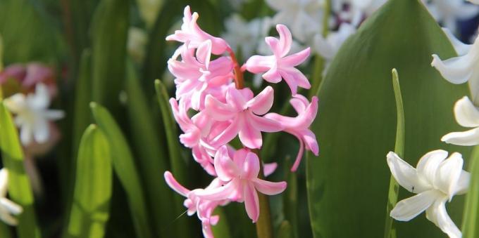 Kamer bolbloemen: Hyacint