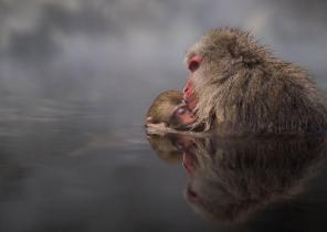 20 prachtige werken van kanshebbers voor de National Geographic fotowedstrijd winnen