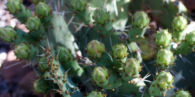 Hoe om te zorgen voor cactus: cactus knoppen verdreven