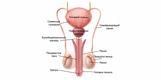 Ejaculatie: de structuur van het mannelijke voortplantingssysteem