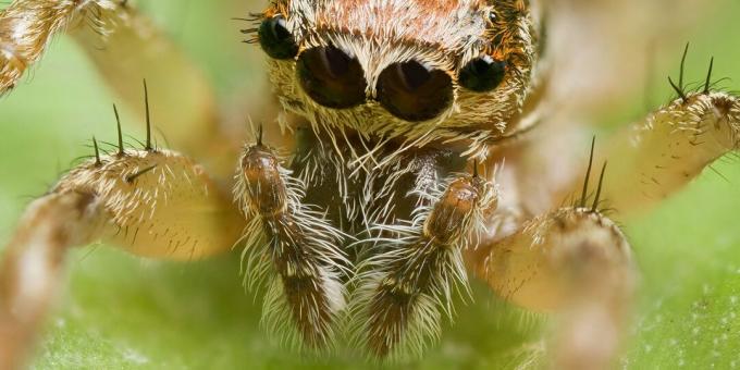 Spinnen, schorpioenen en duizendpoten zijn insecten