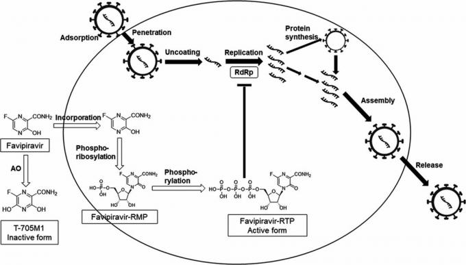 Het werkingsmechanisme van favipiravir, op basis waarvan Avifavir werd ontwikkeld