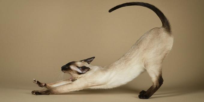 Siamese kat: rasbeschrijving