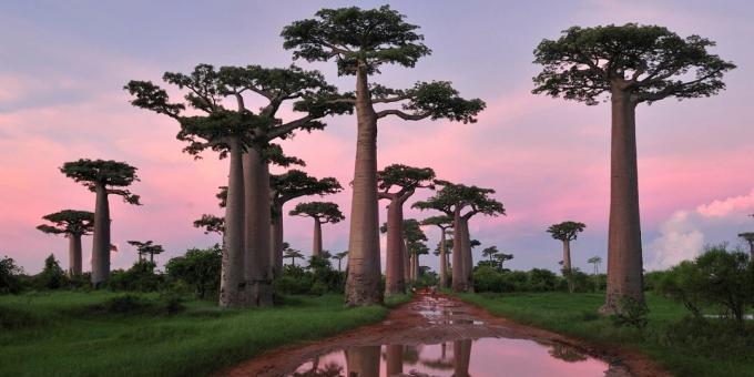 bossen Madagaskar