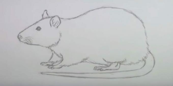 Hoe een muis te tekenen: wis schetsen