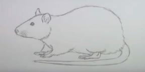 15 manieren om een ​​muis of rat te tekenen