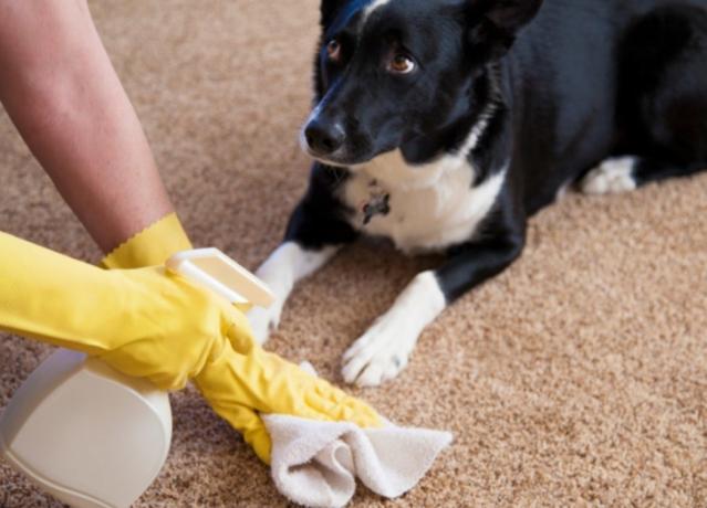 Hoe kan ik het tapijt van urine van huisdieren schoon te maken