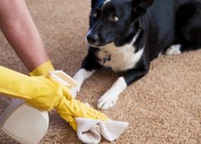 De algemene regel, moeilijke vlekken en schoonmaakmiddelen: hoe schoon het tapijt