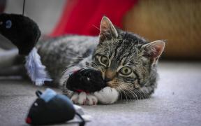 Speelgoed voor katten: hoe het niet moet uw huisdier in het achterhoofd te brengen
