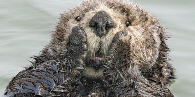 Grappigste dierenfoto's - Verrast otter